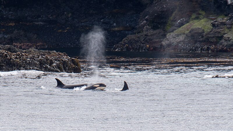 File:2020-11 Crozet Islands - Orca 05.jpg