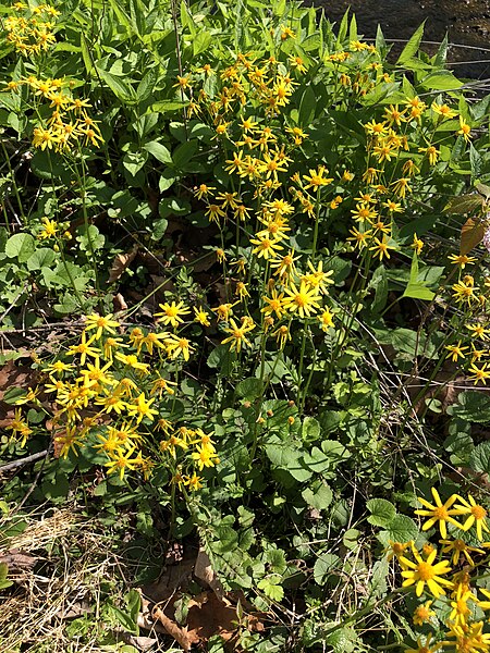 File:2021-04-20 16 13 23 Cressleaf Groundsel blooming on the banks of Big Rocky Run within Rocky Run Stream Valley Park in Greenbriar, Fairfax County, Virginia.jpg