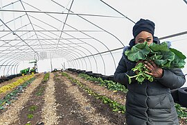 Sharrona Moore, fondatrice des jardins communautaires de Lawrence (Indiana), récolte du chou vert, 2021