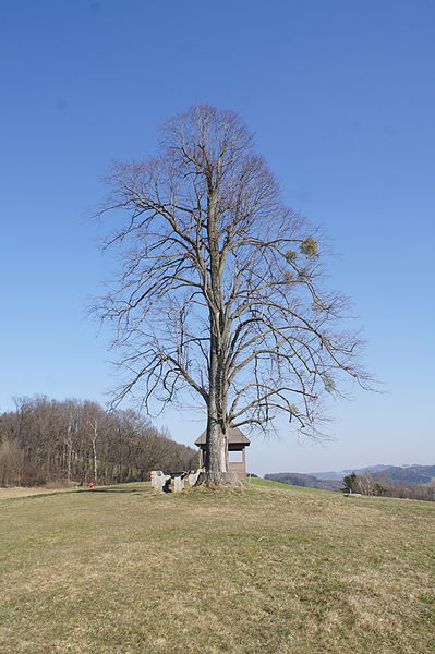 File:2 Linden (Kreisbach) - 08.JPG