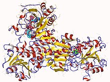 Modello tridimensionale dell'enzima