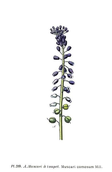 File:319 Muscari comosum Mill.jpg