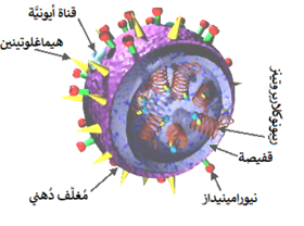 3D Influenza virus-ar.png