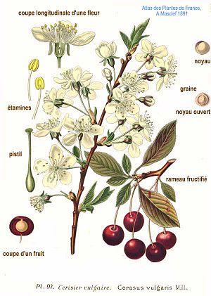 Prunus Cerasus: Synonymes, Étymologie, Description