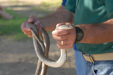 Cubophis_cantherigerus