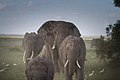A Herd Of Elephants.jpg