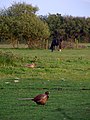A Pheasant a Rabbit and a Horse in a field - geograph.org.uk - 169680.jpg