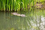 Миниатюра для Файл:A nutria swimming in the biosphere reserve Spreewald, Brandenburg.jpg