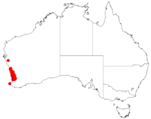 "Acacia barbinervis" dados de ocorrência de Herbário Virtual da Australásia