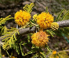 Inflorescence d' Acacia caven (es)