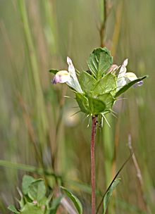 Acanthomintha duttonii (máta trnová San Mateo) (5718920977) .jpg