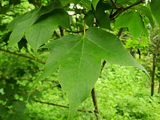 <i>Acer longipes</i> Species of plant