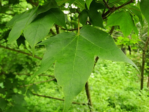 Acer longipes