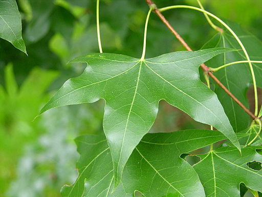 Acer truncatum Leaf