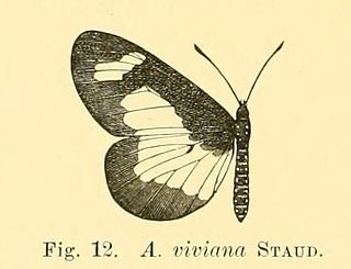 <i>Acraea viviana</i> Species of butterfly