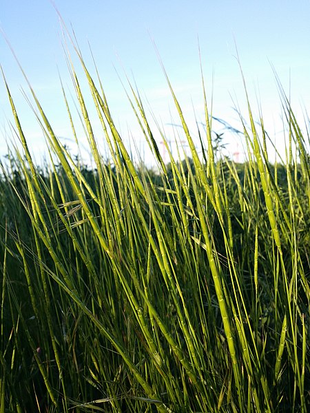 File:Aegilops cylindrica sl56.jpg