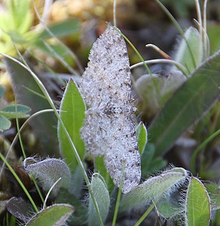 <i>Aethalura intertexta</i> Species of moth