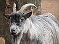 African Pygmy Goat