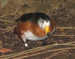 African Pygmy Goose.jpg