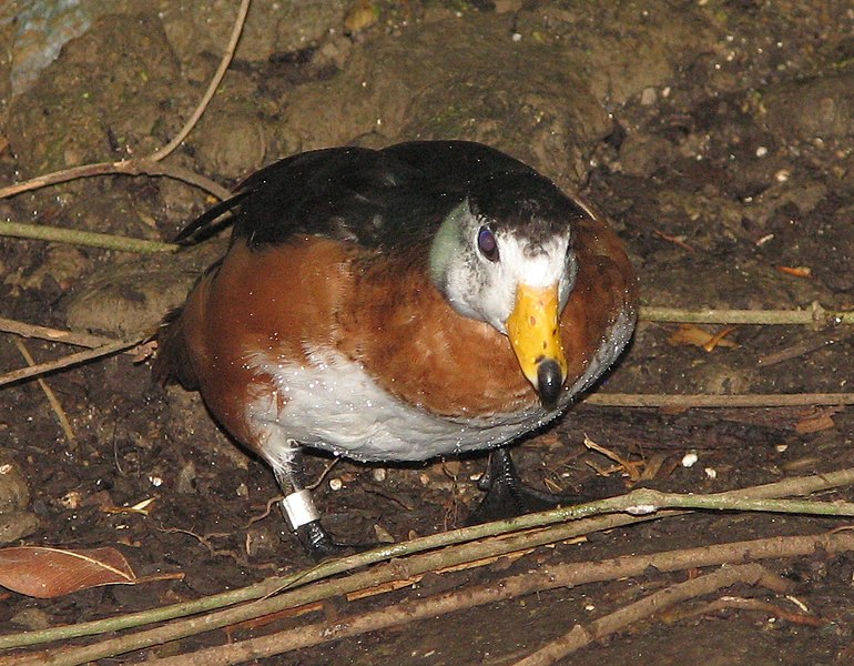 File:African Pygmy Goose.jpg