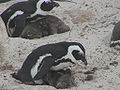 African penguins with chicks.jpg