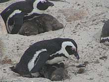 Penguin with chicks, Boulders Beach, South Africa African penguins with chicks.jpg