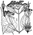 Ageratina altissima roanensis