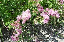 Ageratum corymbosum