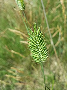 Agropyron pectiniforme sl1.jpg