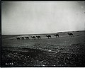 Al Lisafah, Saudi Arabia, 1935 by Joseph Mountain 15.jpg