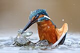 Зимородок обыкновенный (Alcedo atthis), охотящийся в воде. Природные заповедники и прилегающие территории пояса реки По, провинции Верчелли, Пьемонт, Италия («Изображение года — 2020»)