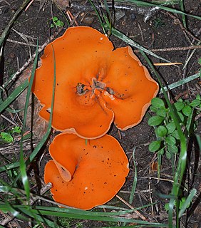 <i>Aleuria aurantia</i> Species of fungus