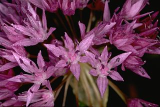 <i>Allium lemmonii</i> species of wild onion