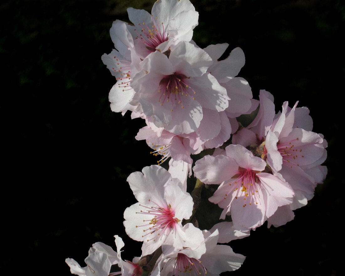 Prunus