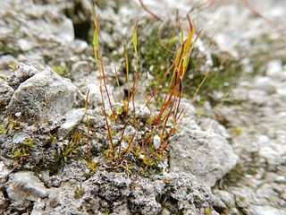 <i>Aloina</i> Genus of mosses