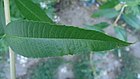 Aloysia citrodora - leaf.JPG