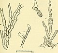 Vignette pour Alternaria brassicae