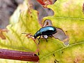 Miniatura para Altica ampelophaga