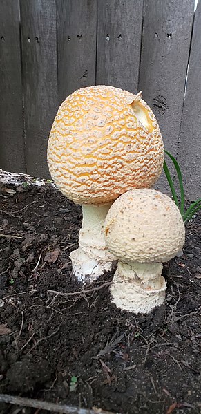 File:Amanita gemmata 27774939.jpg