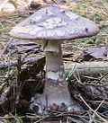 Thumbnail for File:Amanita porphyria.jpg