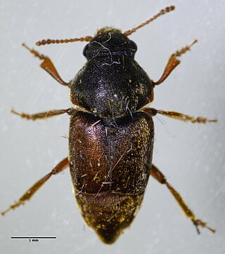 <i>Amartus tinctus</i> Species of beetle