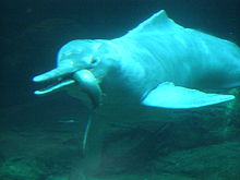Amazon River Dolphin Wikipedia