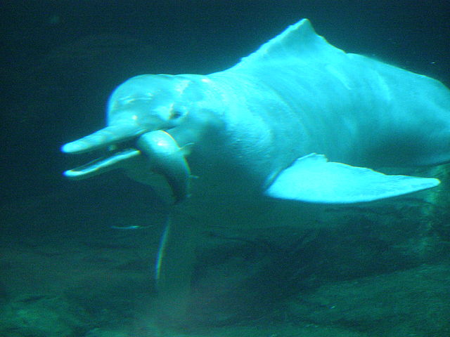 Pink river dolphin 640px-Amazon_dolphin_eating_fish