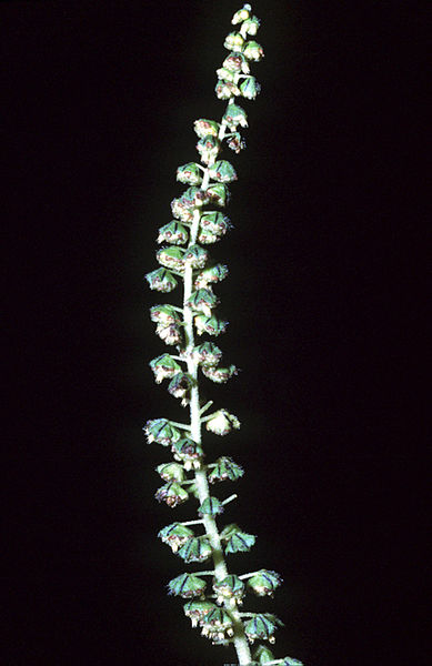 File:Ambrosia-trifida01.jpg