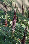 Amorpha ouachitensis - Fleurs-3.jpg