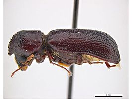 Amphicerus simplex