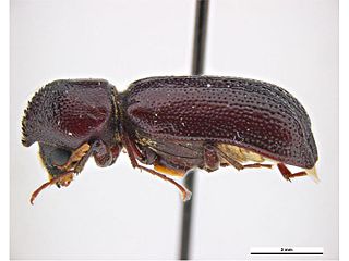 <i>Amphicerus simplex</i>