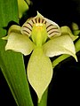Prosthechea chacaoensis