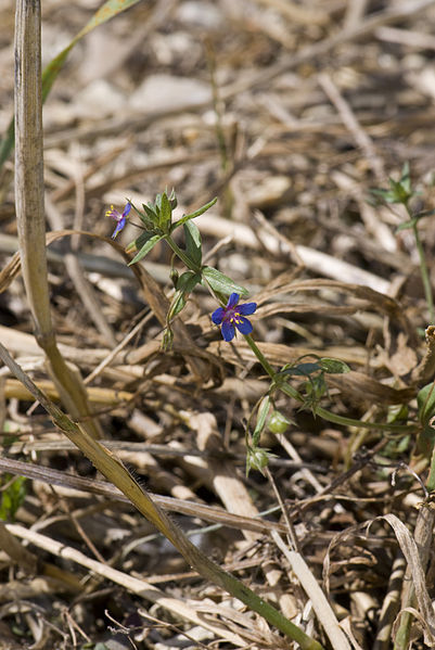 File:Anagallis arvensis-subsp-foemina vallee-de-grace-amiens 05082007 1.jpg