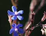 Anchusa azurea.jpg